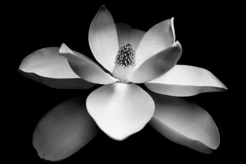 Advanced-Monochrome-2nd-MagnoliaBlossom-GaryBowlick