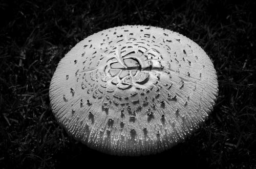 Advanced-Monochrome-1st-Alien Mushroom-Janet Newton