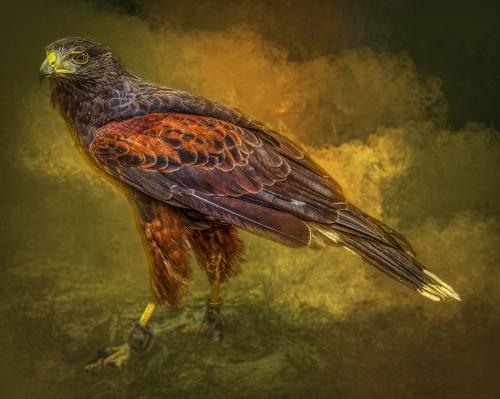 Outing-1st -Harris's Hawk-Jerry Frost