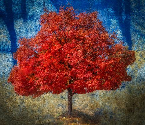 Advanced Color-1st-Fire Tree-Jerry Frost