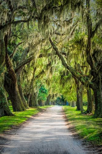 Advanced Color 1st-Tunnel of Trees-Cumberland Island National Park-Donna Taylor