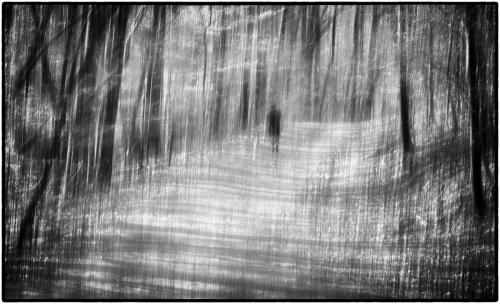 Advanced Monochrome-3rd-A Walk in the Woods-Nicolette Dunn
