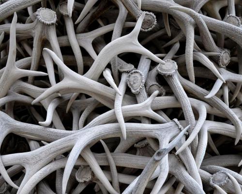 Advanced-Monochrome-1st-Shed-Antlers-WY-Janet-Newton