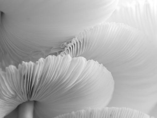 Advanced-Monochrome-1st-Mushroom-Morning-Diane-Yancey