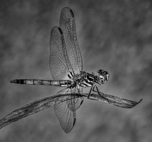 Advanced-Monochrome-2nd-Dragonfly-Greg-Knobloch