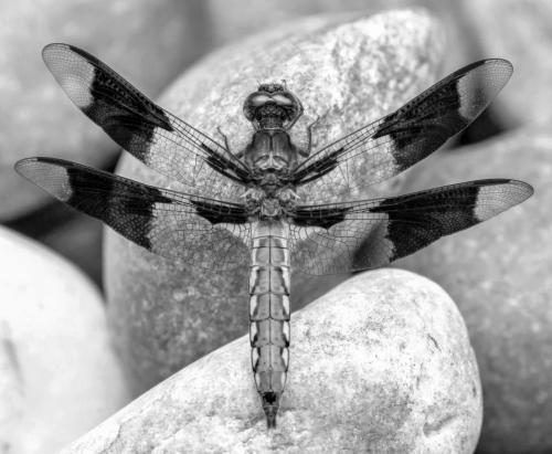 Advanced-Monochrome-3rd-Whitetail-Dragonfly-Janet-Newton