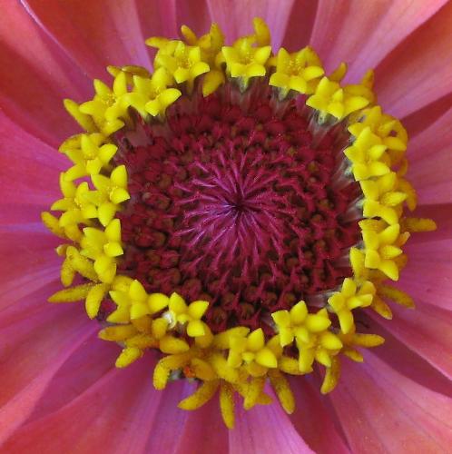 Novice-1st-Zinnias-Yellow-Halo-Marjorie-Frost