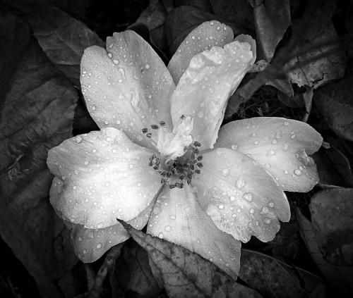 2nd-Place-Advanced-Monochrome-Camellia-in-the-Leaves-Janet-Newton