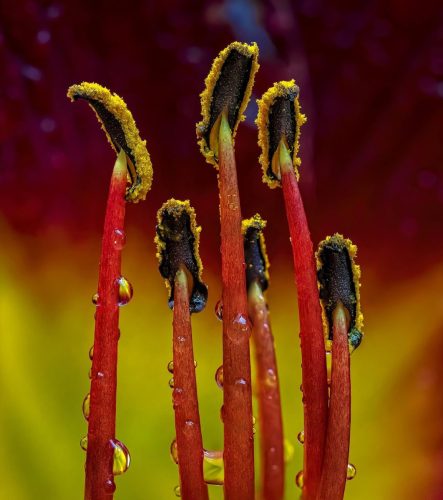 Advanced-Color-1st-Daylily-Stamen-Greg-Knobloch