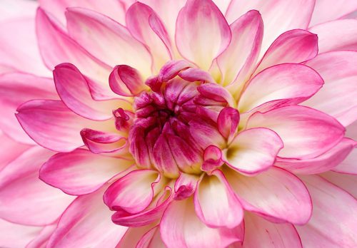 Advanced-Color-2nd-Delicate-Dahlia-Dorothy-Rothbart