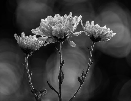 Advanced-Monochrome-1st-Chrysanthemums-Greg-Knobloch
