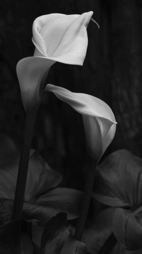 Advanced-Monochrome-2nd-Unfolding-in-Twilight-Janet-Newton