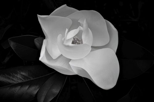 Advanced-Monochrome-3rd-Magnolia-Morning-Janet-Newton