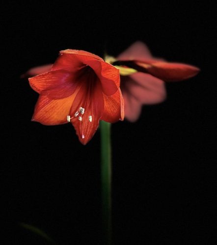 Novice-1st-Garnet-Glow-Paul-Newton