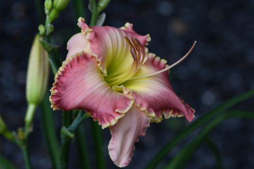 Novice-2nd-Ruffles-Have-Ridges-Larry-Brothers