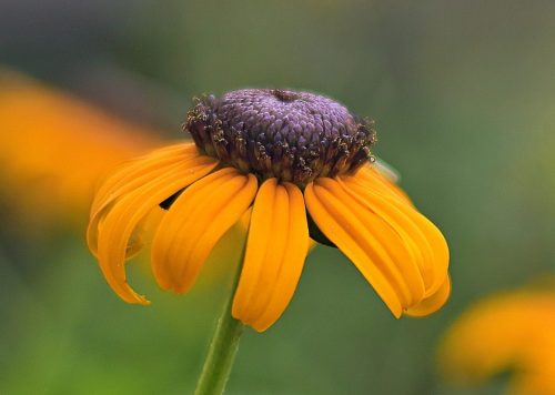 Novice-3rd-Lazy-Petals-Gregory-Taylor