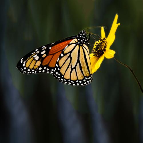 Monarch