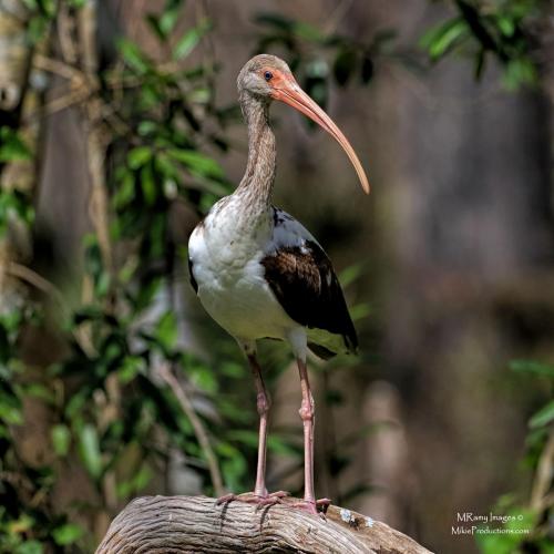 MIKE RAMY Baby Ibis