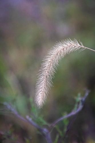 Donnabowlick-Fancy Grass