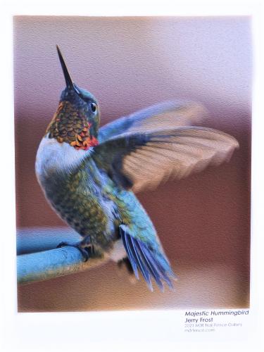 Majestic Hummingbird-Jerry Frost