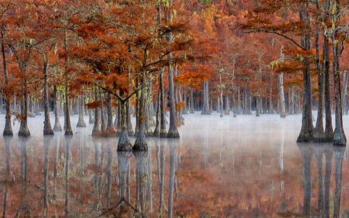 Fall, in the Coniferous Swamp-Vivian Lynch - Change of Seasons