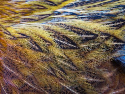 Golden Lace-Rhonda Kastl - In the Wings