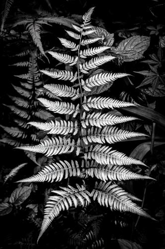 3rd Place Advanced Up Close - Painted Fern by Gary Bowlick